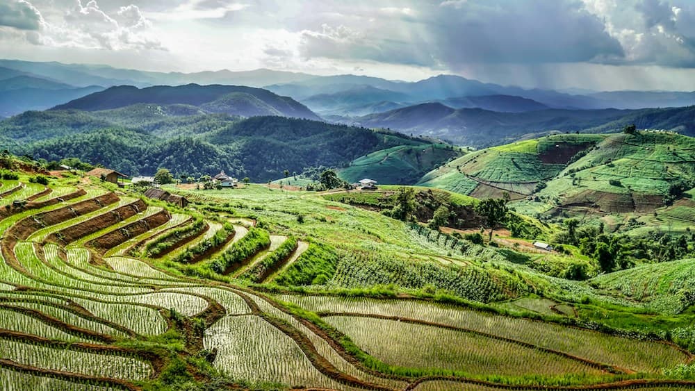 Rice paddies Chiang Mai region